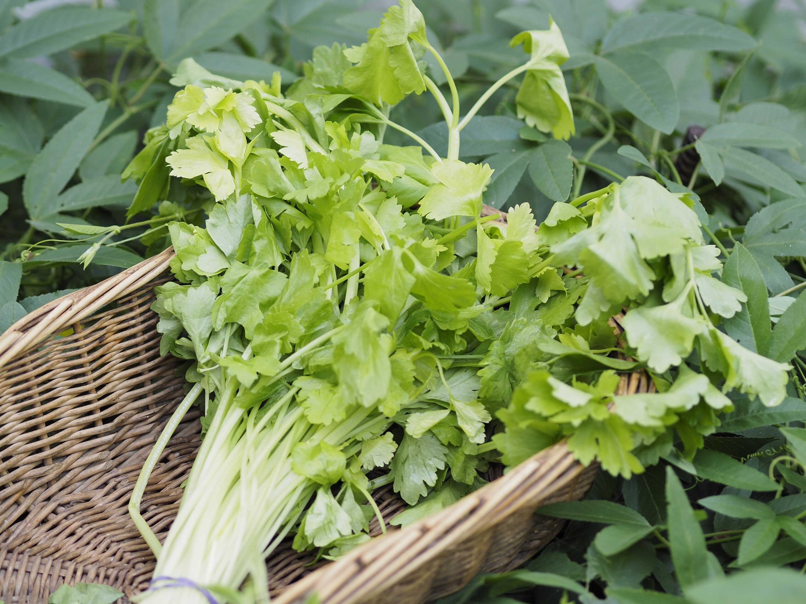 Easy Asian greens to grow and eat